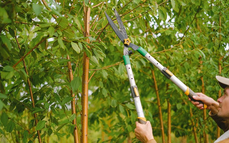 Tree trimming in Dunnville, KY